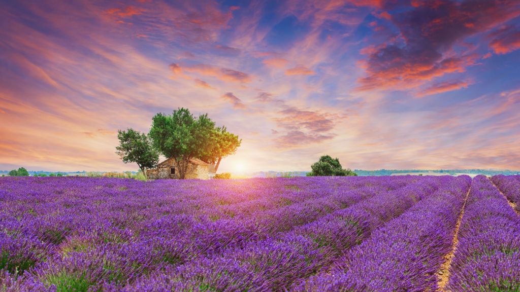 Lavendelveld tijdens zonsopkomst