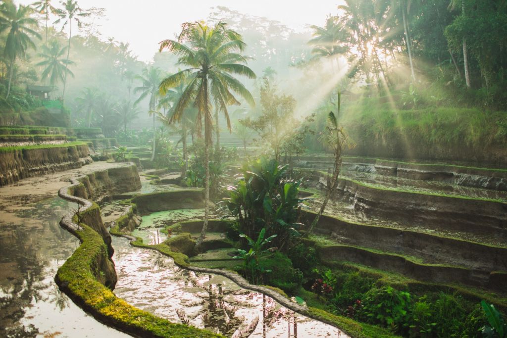 Rijstvelden in de jungle