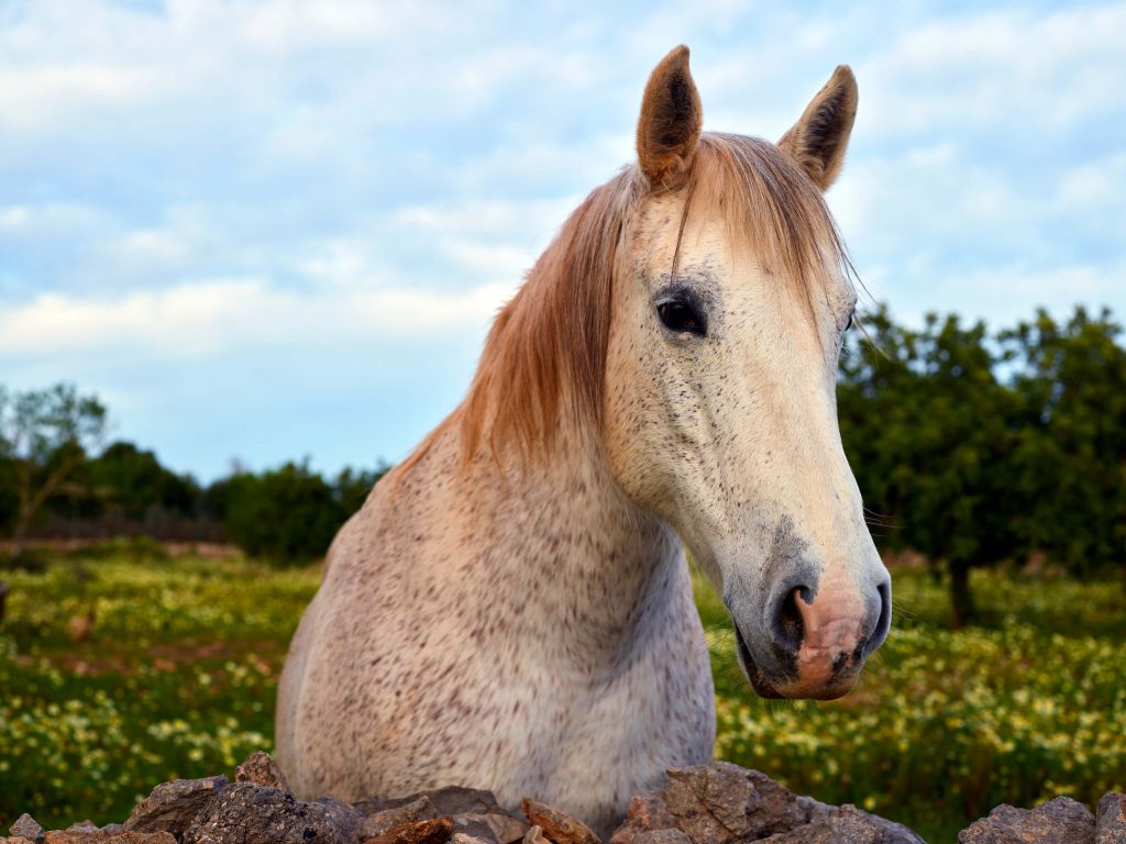 Paard in bloemenweide