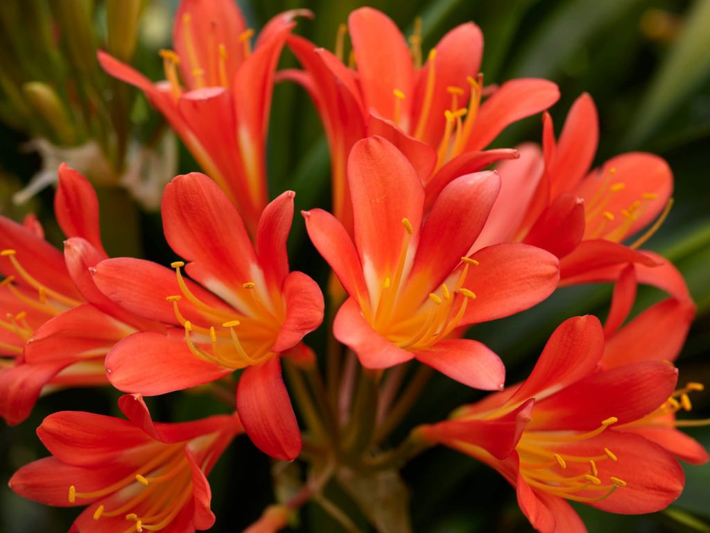 Bloemen in bloei