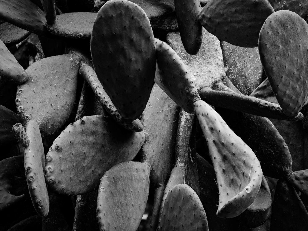 Cactus, zwart-wit