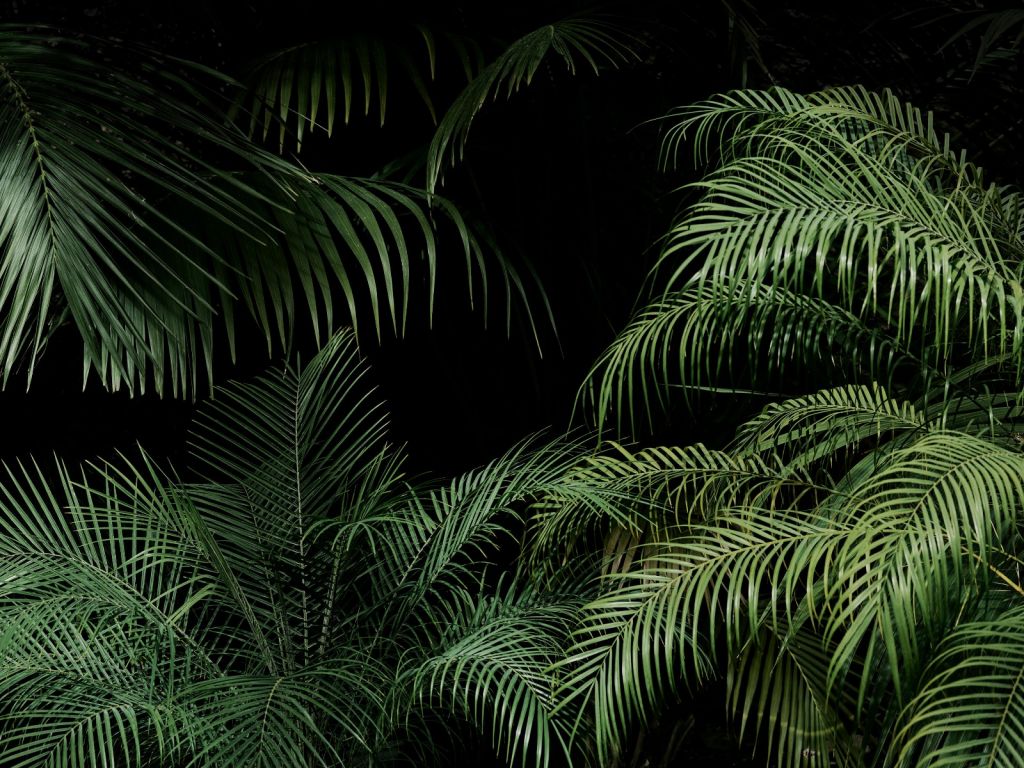 Plant met groene bladeren