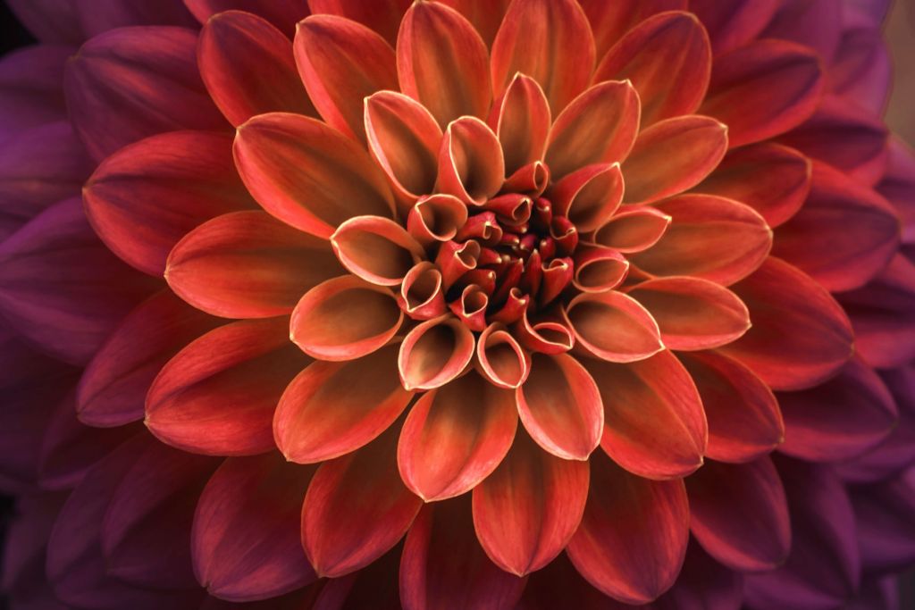 Gekleurde dahlia