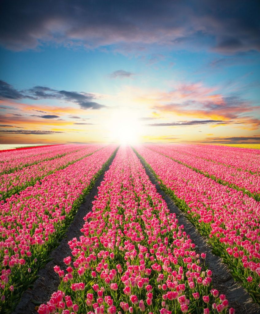 Tulpen met opkomende zon