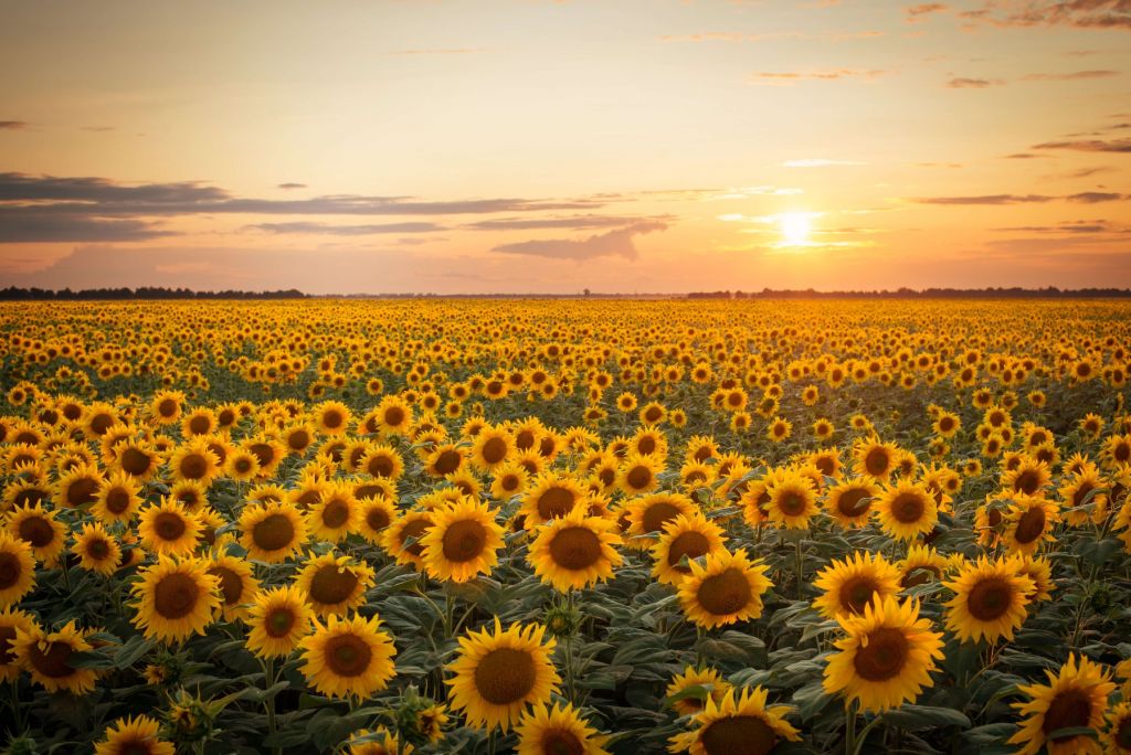 Zonnebloemen veld met zonsondergang