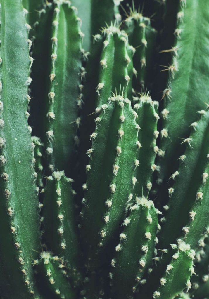 Close-up groene cactus