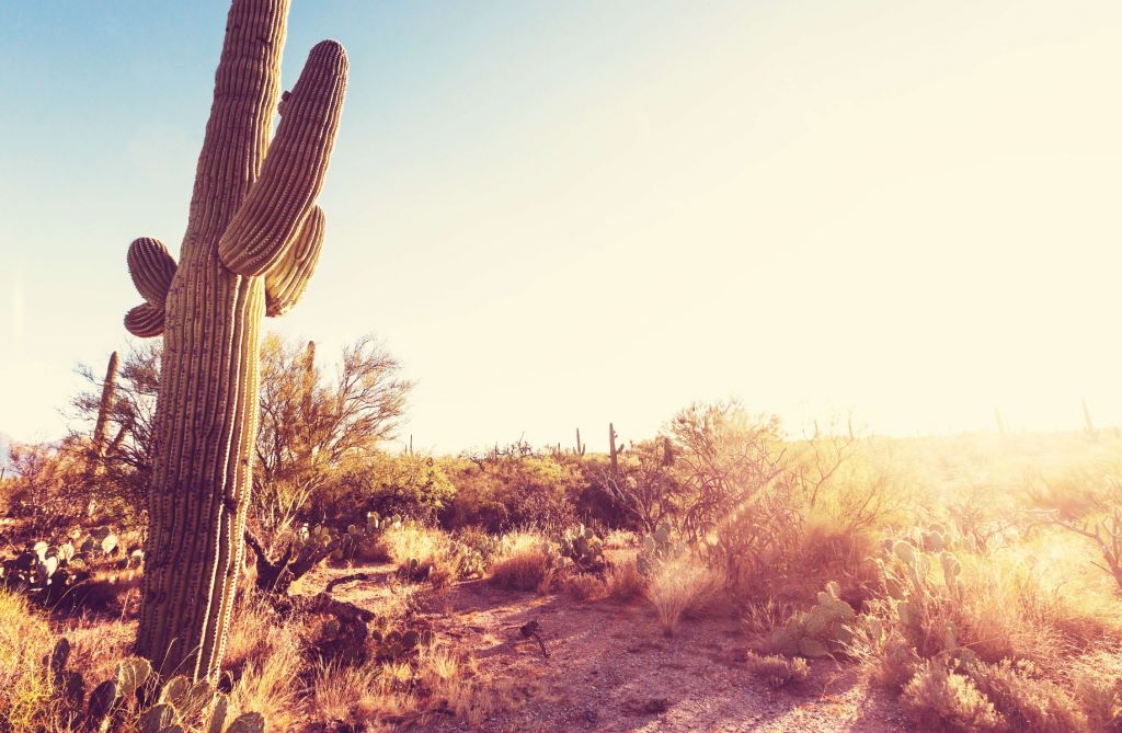 Cactus in de woestijn