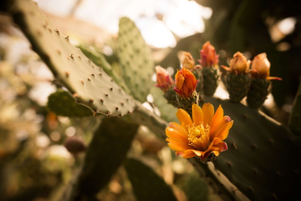 Oranje cactus bloemen