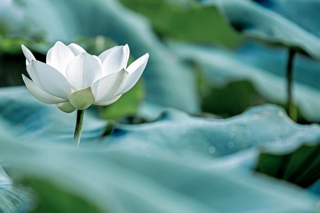 Witte lotusbloem