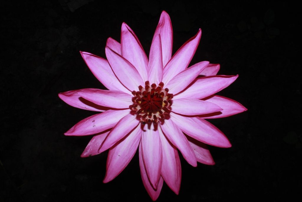 Lotusbloem van boven