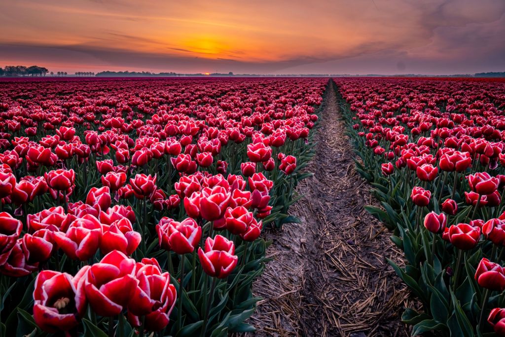 Rood tulpenveld