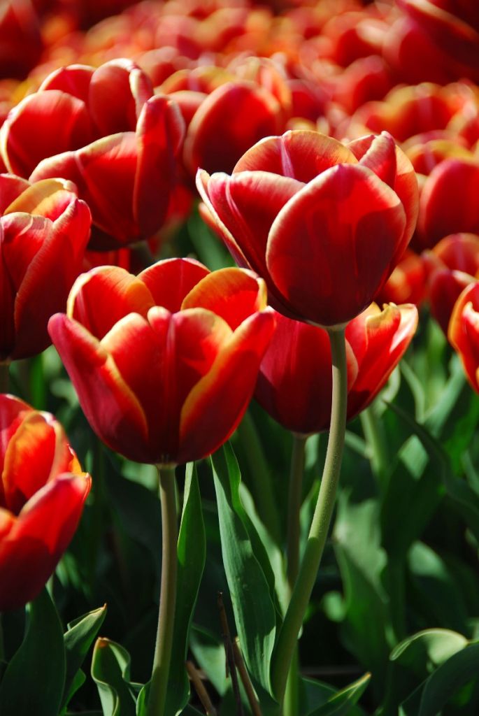 Close-up rode tulpen