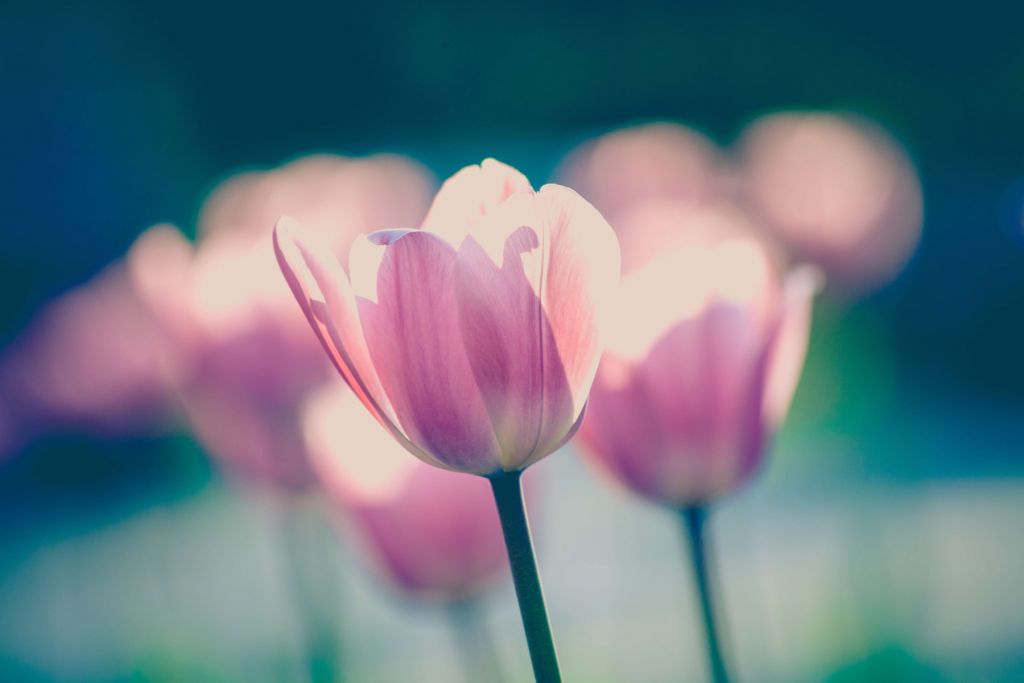 Close-up tulp