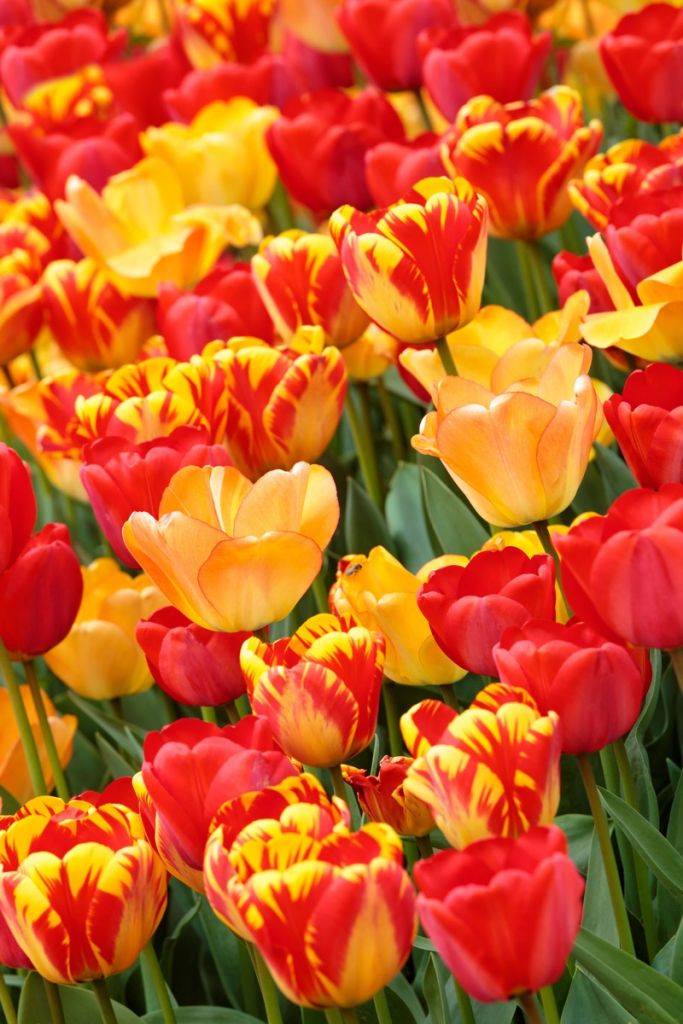 Gekleurde tulpen