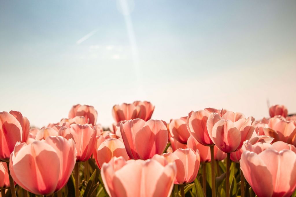 Perzikkleurige tulpen