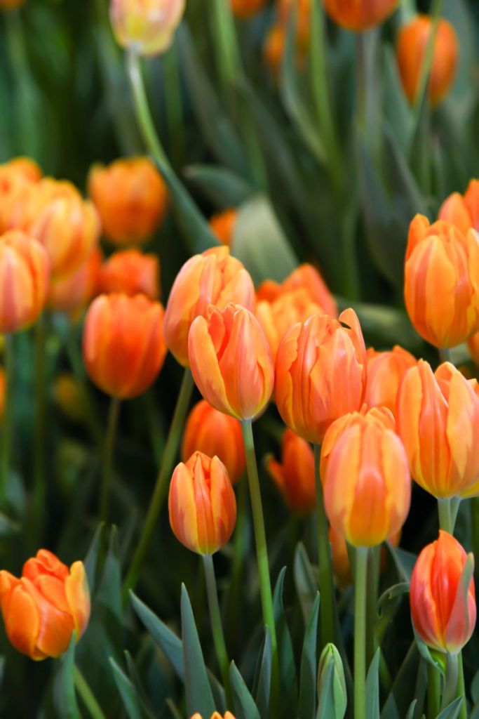 Oranje tulpen