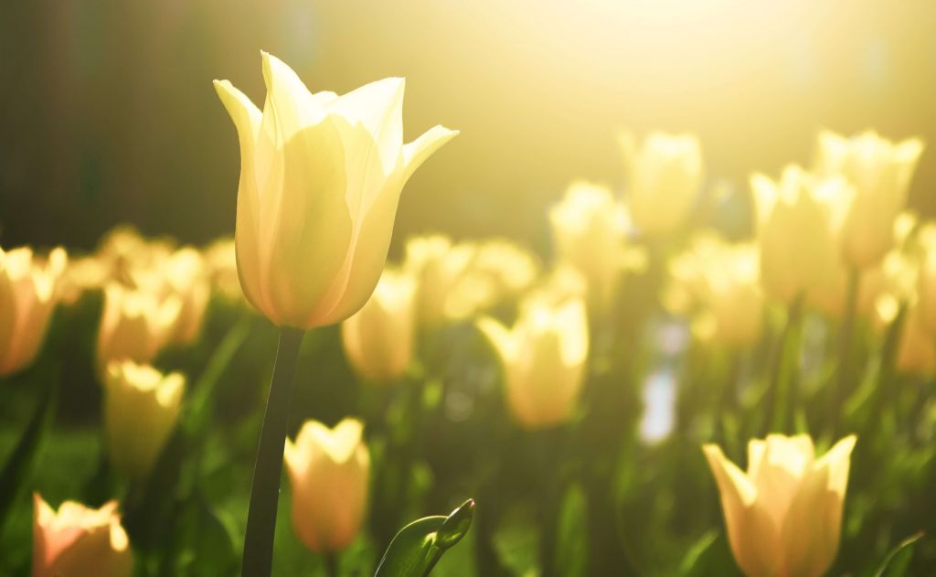 Close-up gele tulp