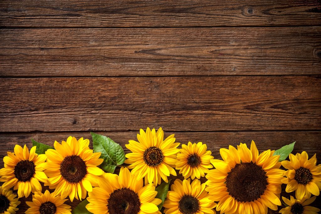 Zonnebloemen op hout