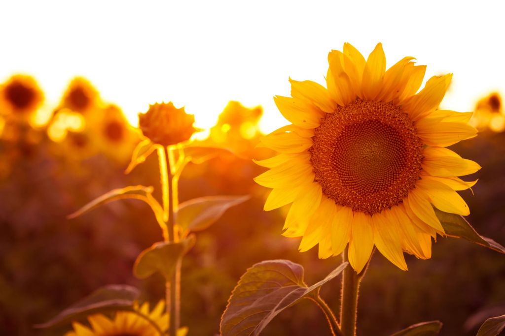 Warm zonnebloemveld