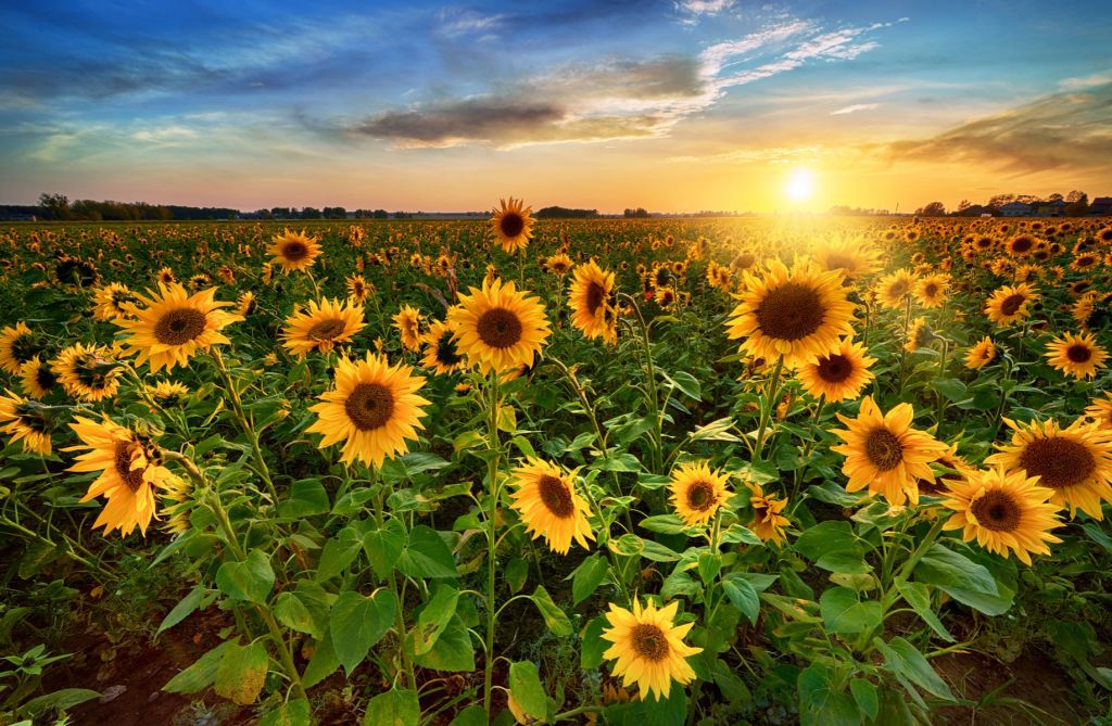 Prachtig veld zonnebloemen
