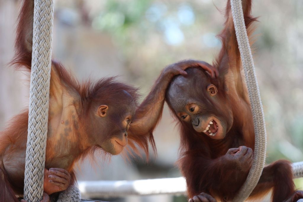 Baby orang oetans