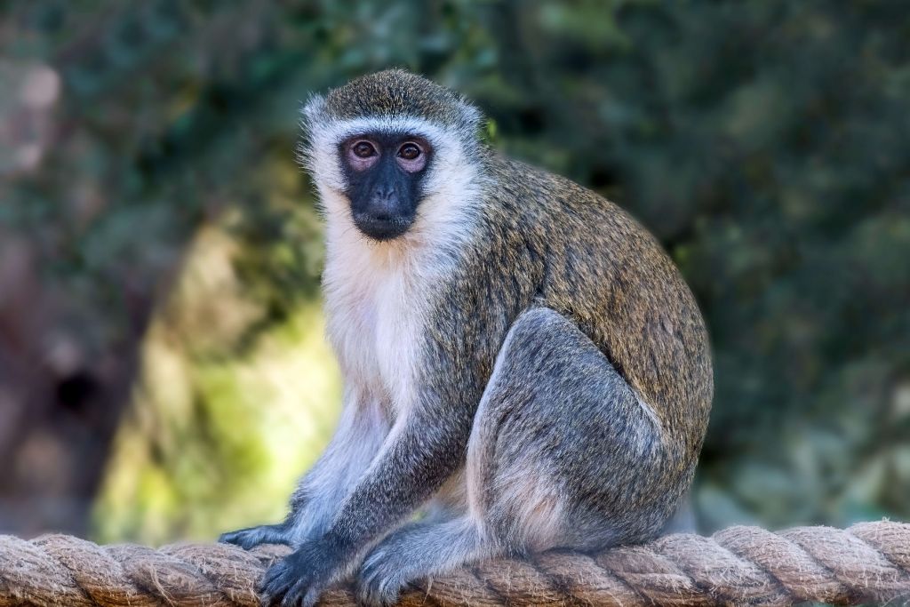 Vervet aap