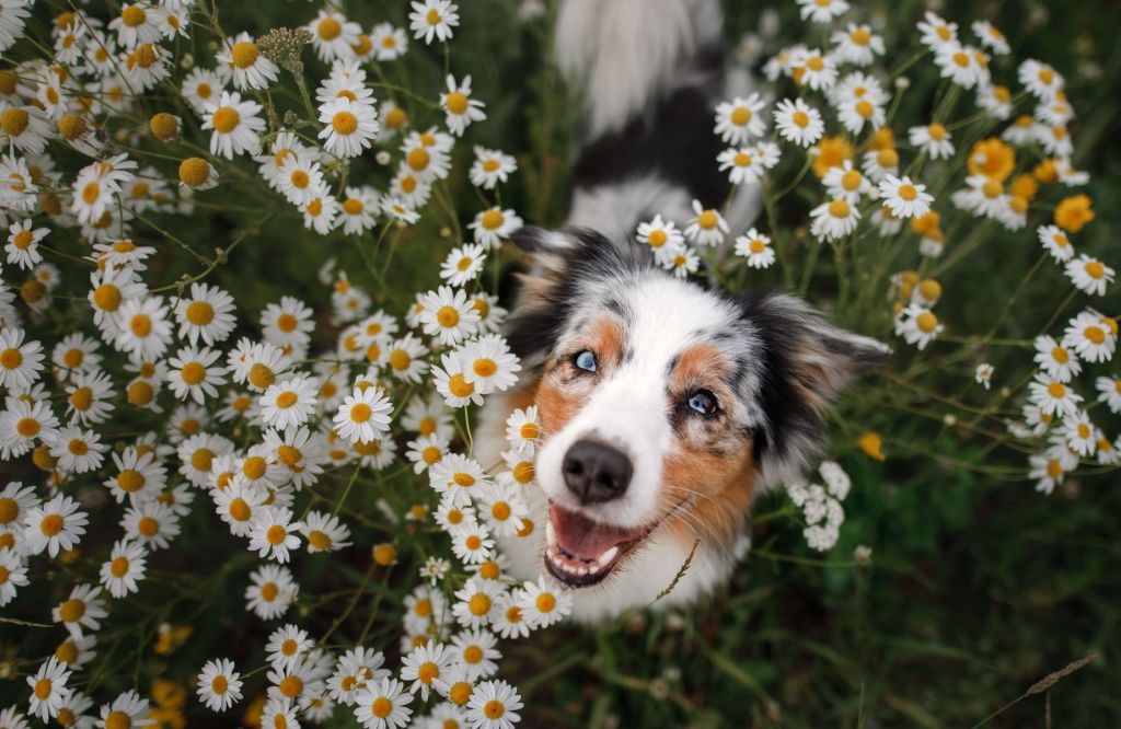 Australische herder tussen de bloemen