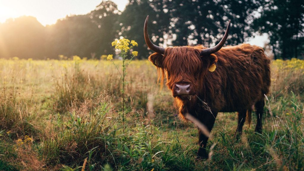 Schotse hooglander in het hoge gras