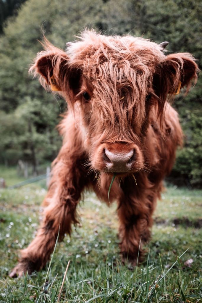 Schotse hooglander kalfje