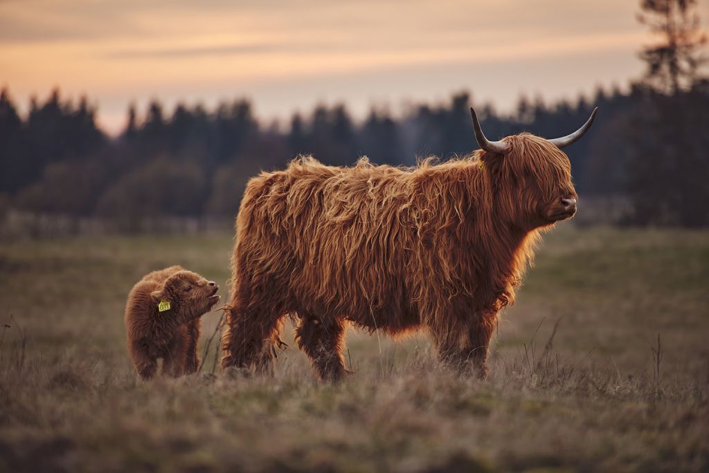 Schotse hooglanders in het weiland