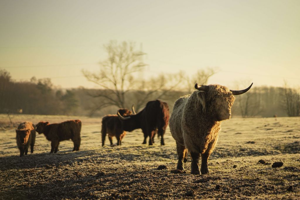 Schotse hooglander met krullen