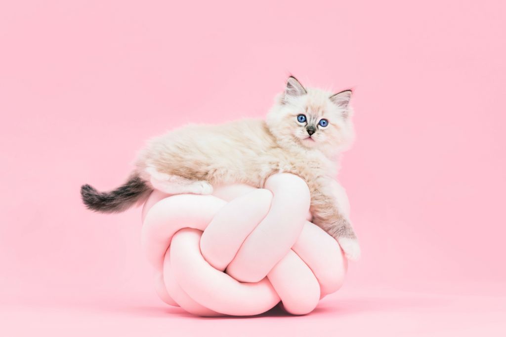 Witte poes op roze achtergrond