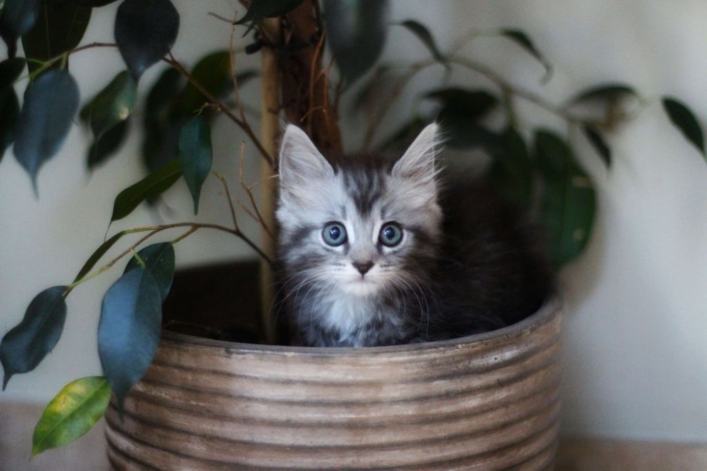 Poes in plantenpot