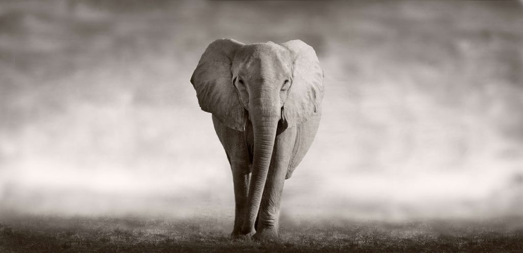 Mooie olifant