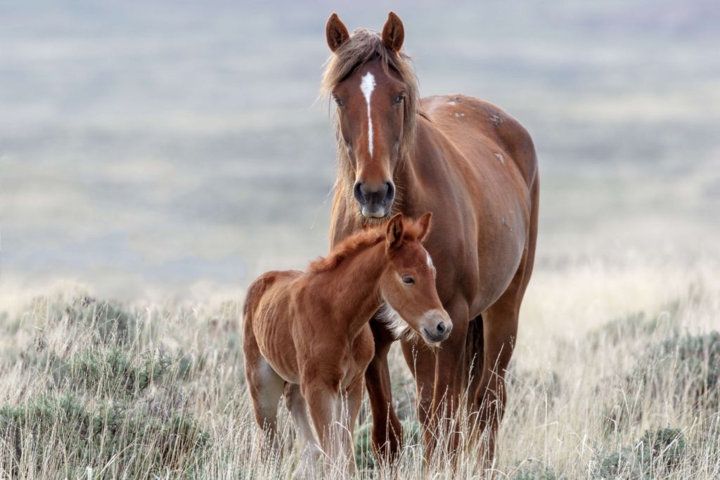 Wilde paarden