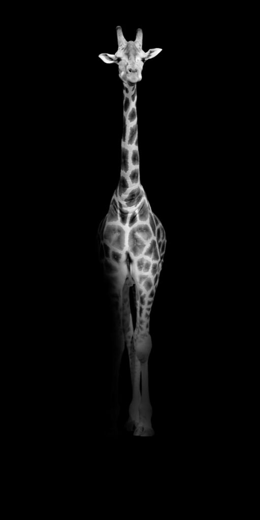 Giraffe zwart-wit