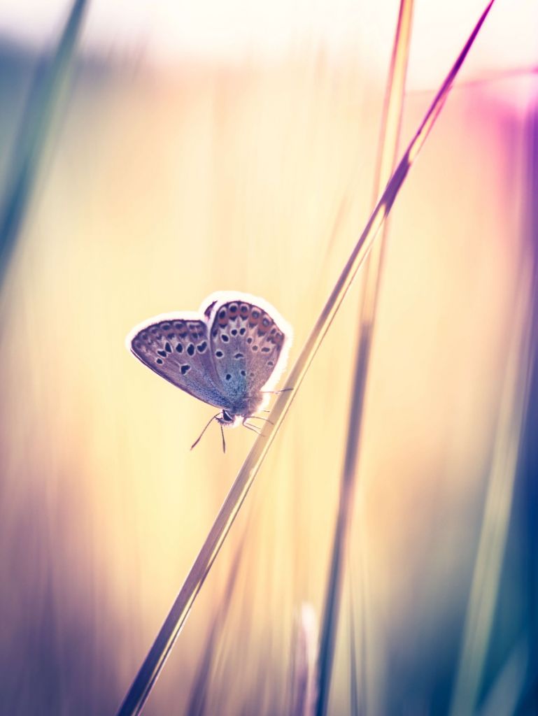 Dromerige vlinder