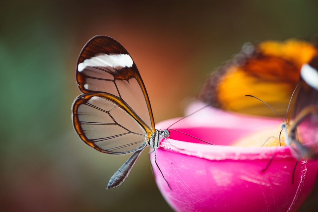 Vlinder met transparante vleugels