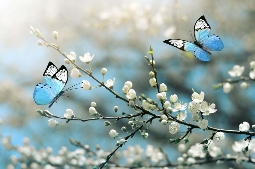 Blauwe vlinders