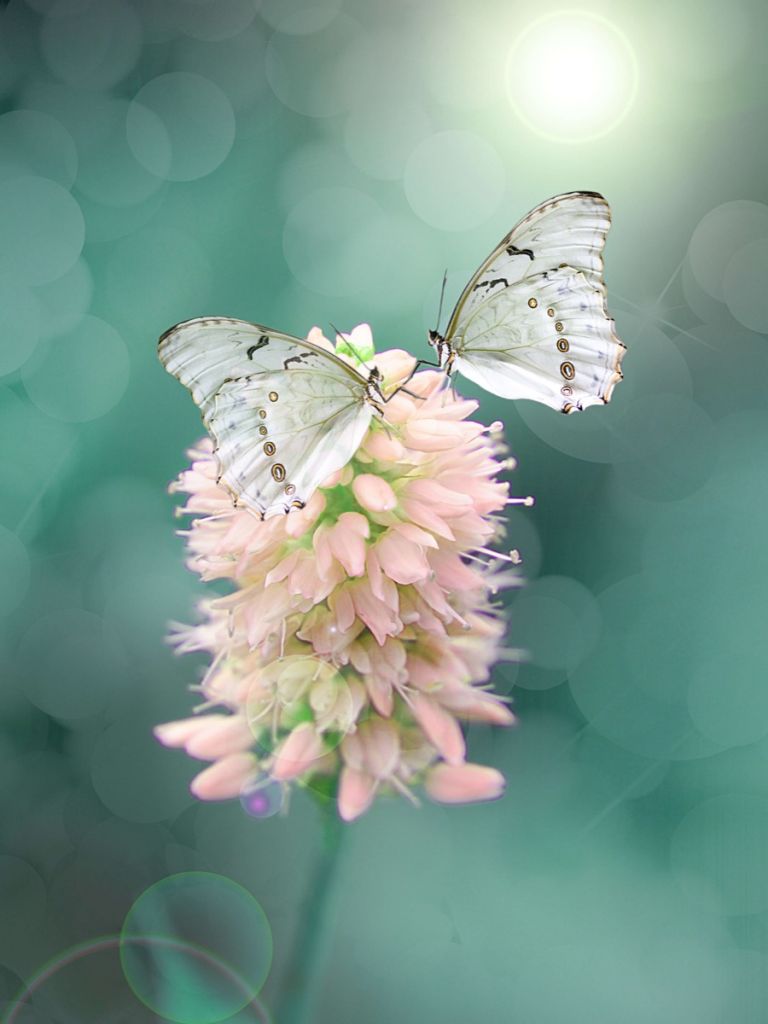 Witte vlinders