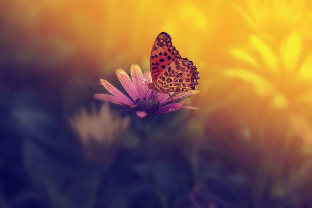Rode vlinder op bloem