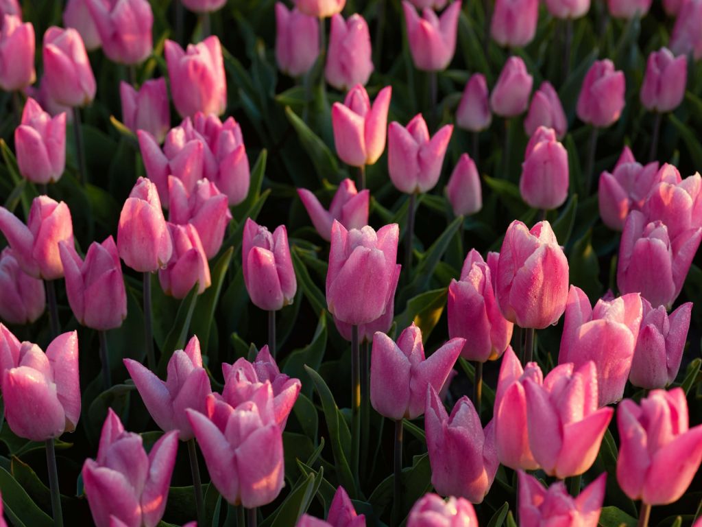 Tulpen