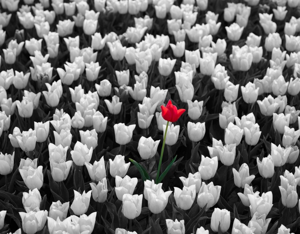 Rode tulp