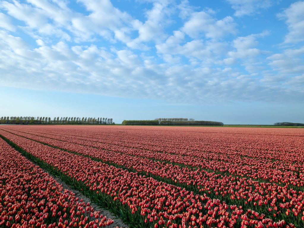 Tulpenveld met mooie wolken