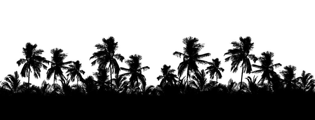 Silhouette palmbomen