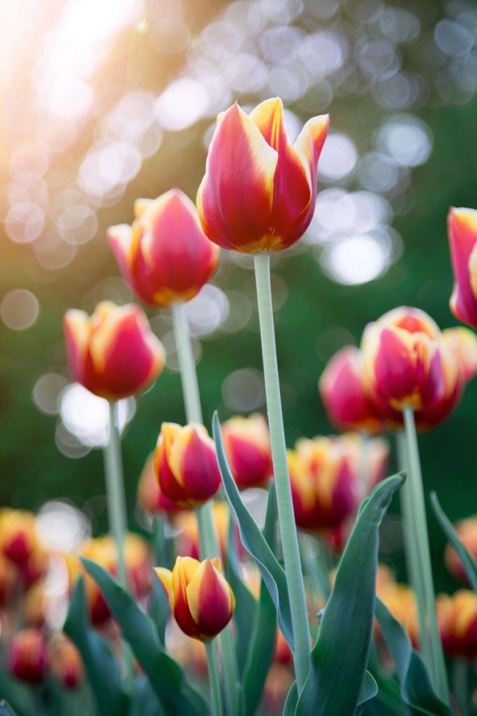 Rood met gele tulpen