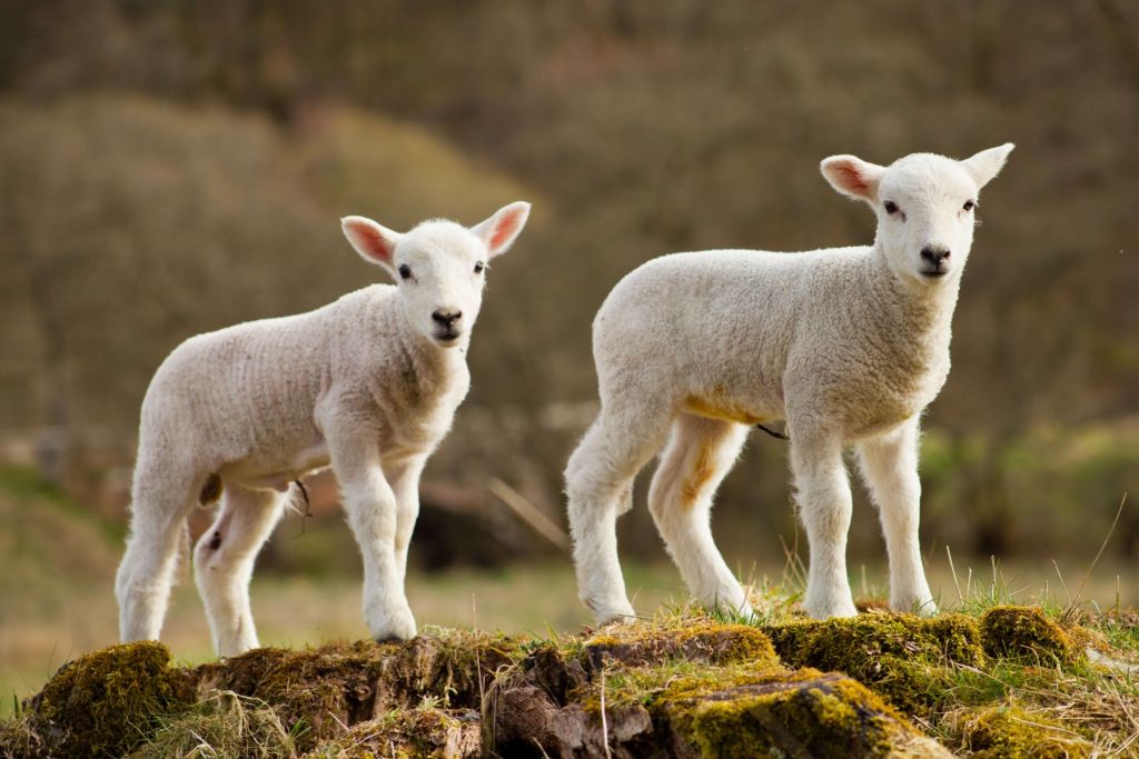 Witte lammetjes