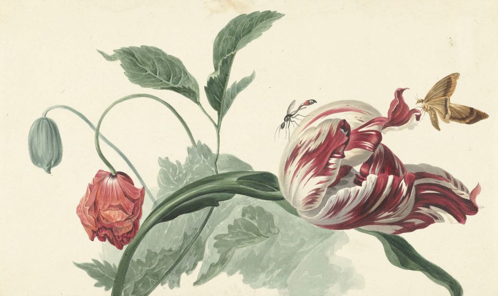 Tulp en een papaver, Willem van Leen