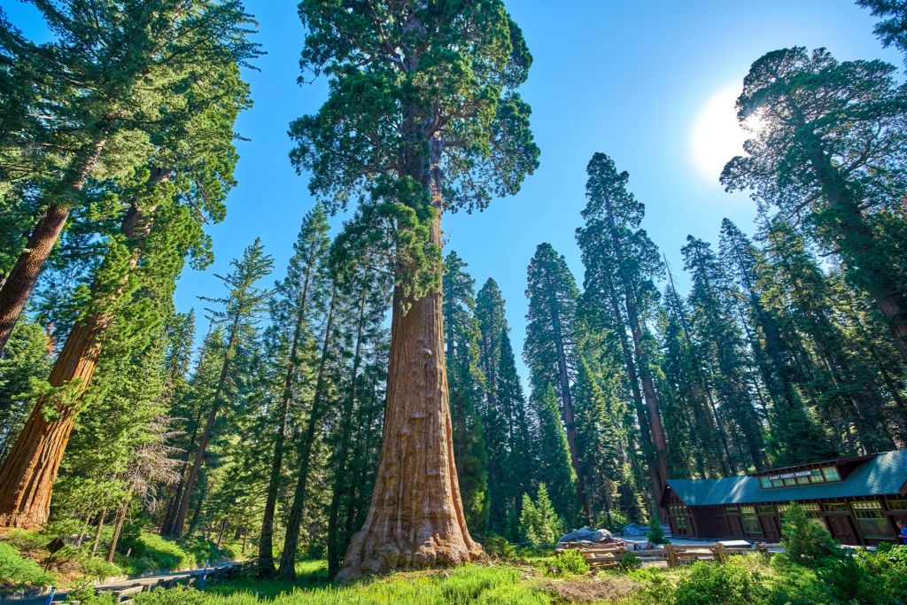 Sequoia bomen