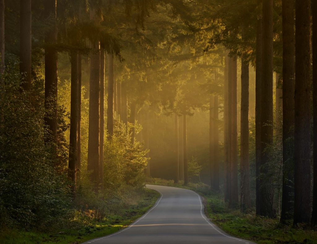 Zonsopkomst bij weg door het bos